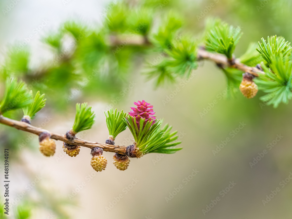 Obraz premium Larch tree fresh pink cones blossom at spring on nature background