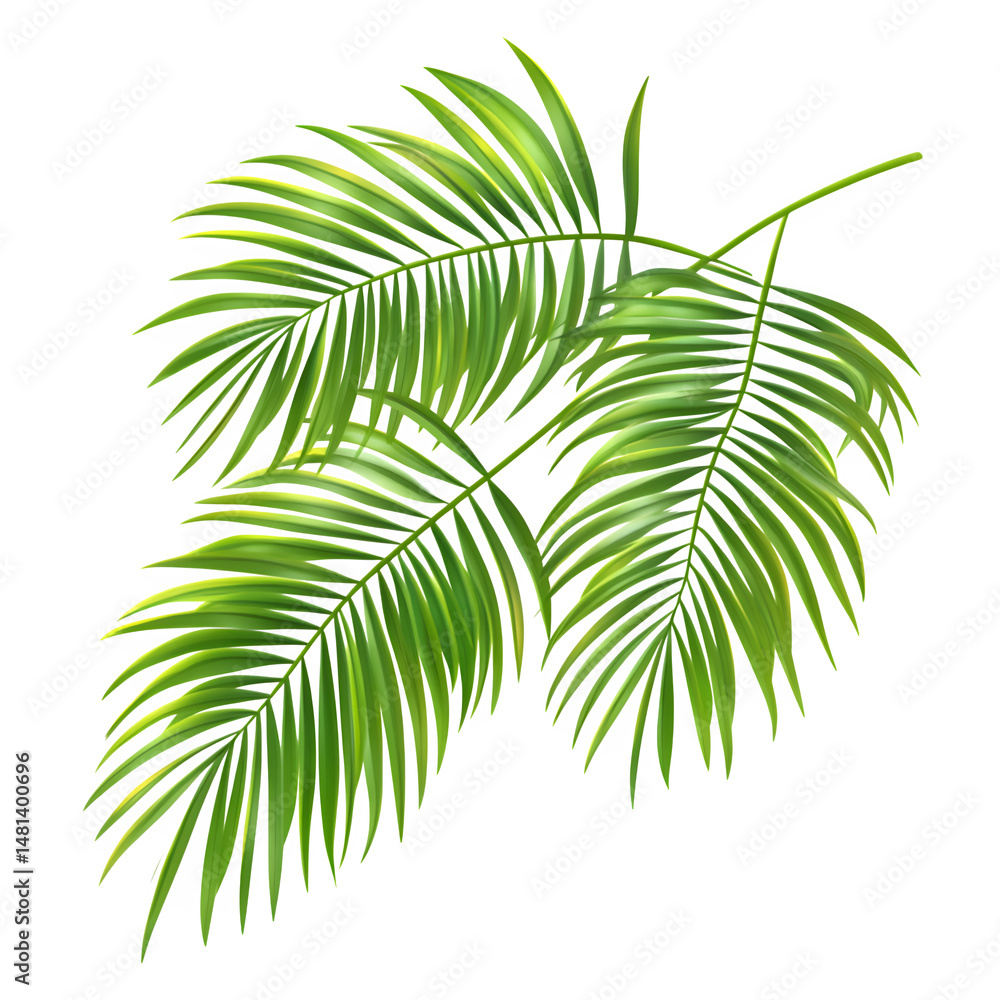 Fototapeta premium Palm tree leaves Isolated on White