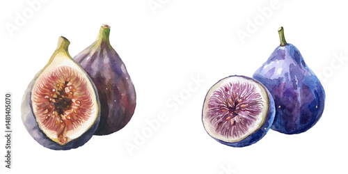 fig watercolor vector illustration