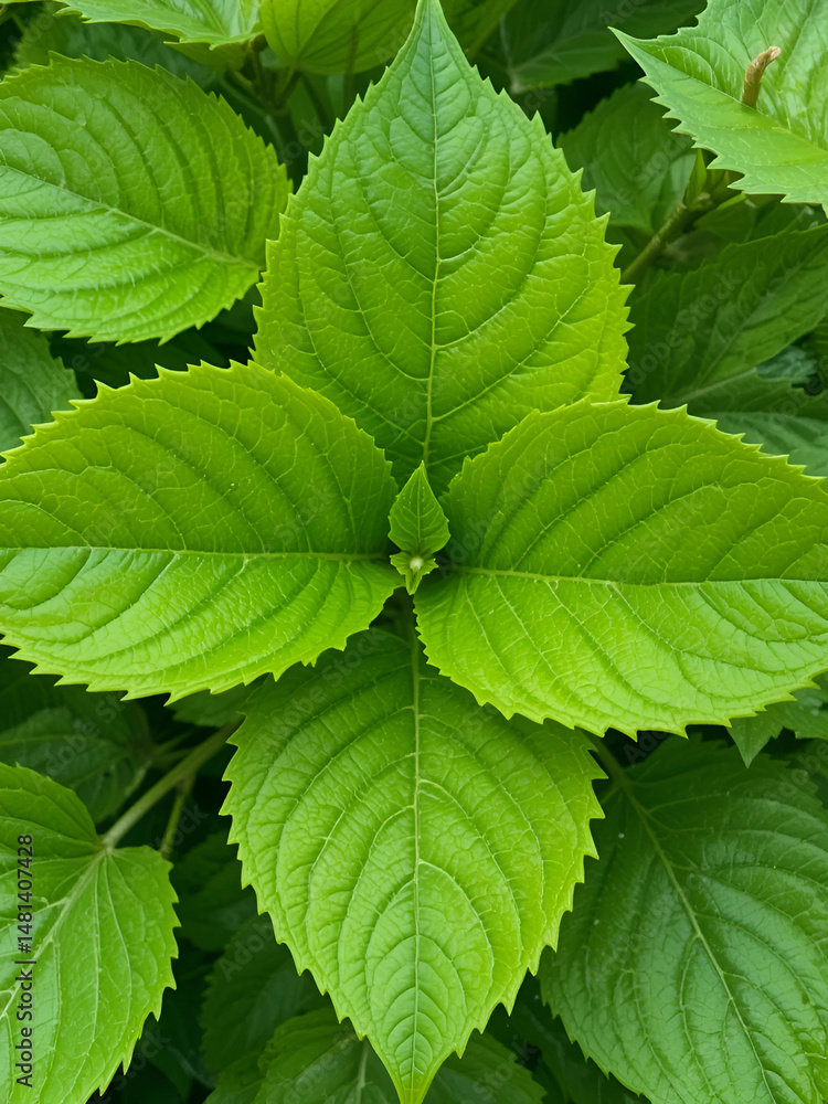 Lush Hydrangea Foliage Displaying Intricate Leaf Veins in a Verdant Green Lush Hydrangea Foliage Displaying Intricate Leaf Veins in a Verdant Green