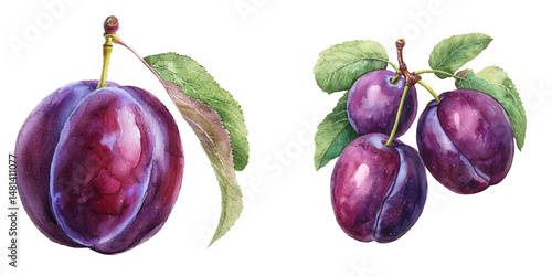plum fruit watercolor vector illustration
