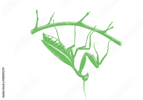 Mantis Hand Drawn Simple Illustration Vector Isolated by AZ for Books, Arts, Design and Decoration Graphic Asset