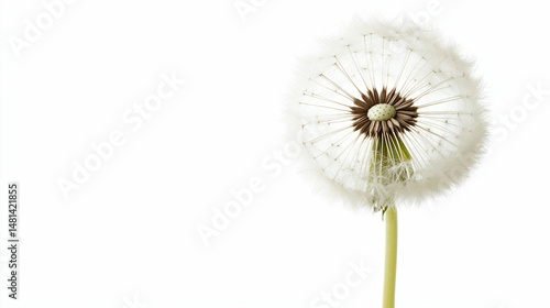 Wallpaper Mural dandelion seed head close-up view with white background.ai  Torontodigital.ca