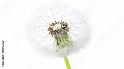 Wallpaper Mural dandelion seed head close-up view with white background.ai  Torontodigital.ca
