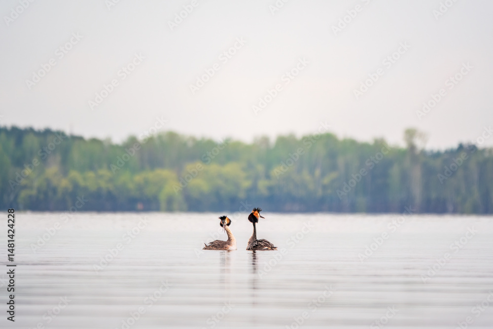 Mating games of two water birds Great Crested Grebes. Two waterfowl birds Great Crested Grebes swim in the lake with heart shaped silhouette Mating games of two water birds Great Crested Grebes. Two waterfowl birds Great Crested Grebes swim in the lake with heart shaped silhouette
