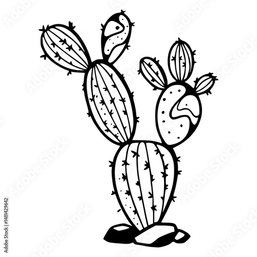 opuntia cactus vector artwork