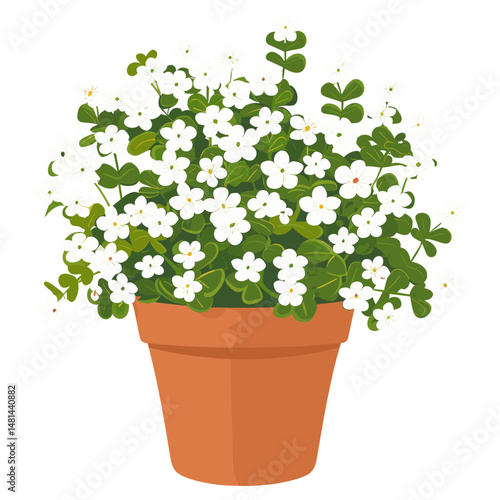 Potted plant white alyssum flowers pot illustration potted vector