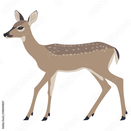 Deer illustration minimalist wildlife vector
