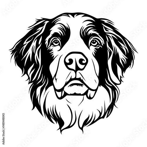 Bernese mountain face linear art illustration drawing vector