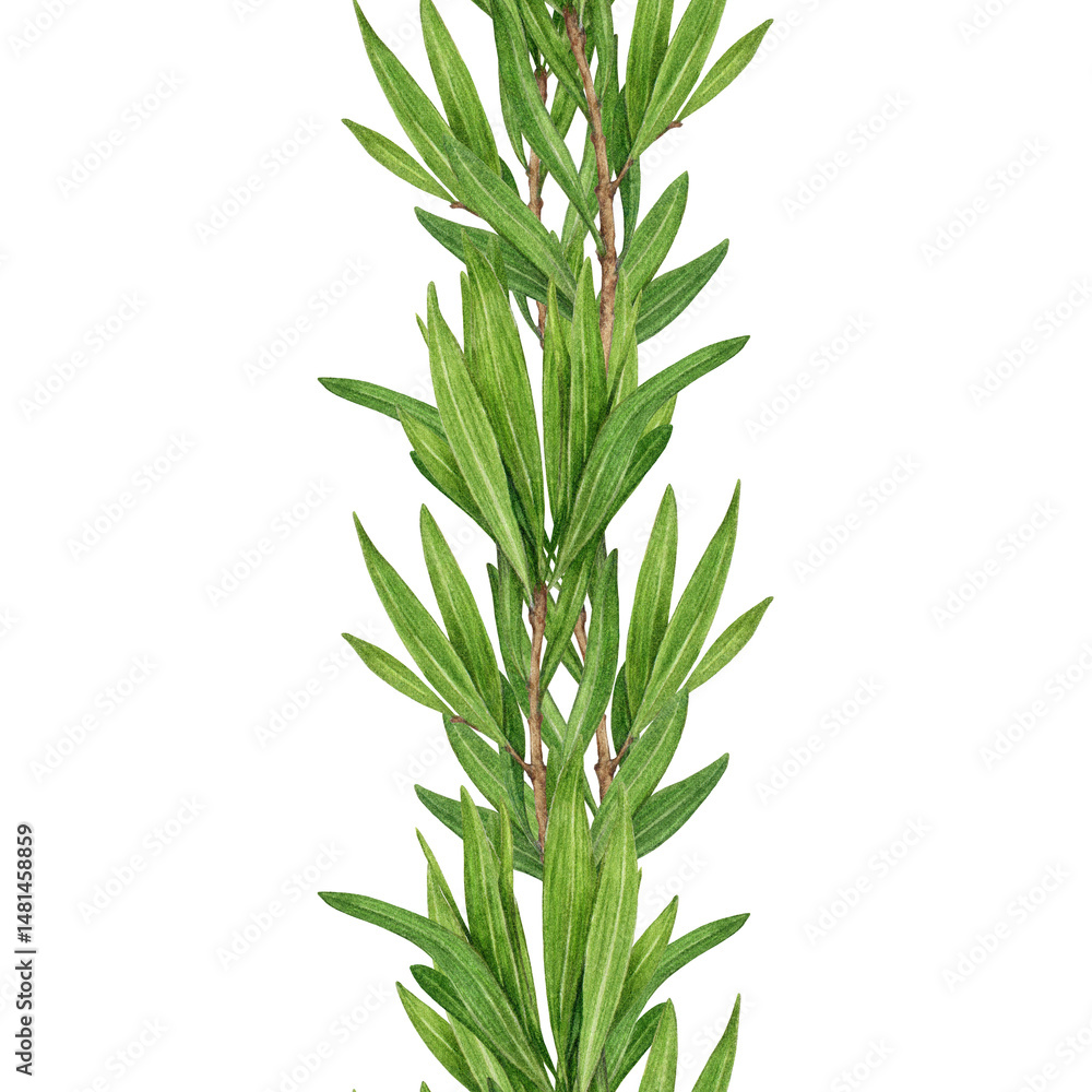 Fototapeta premium Tea tree plant seamless border watercolor illustration. Melaleuca alternifolia essential herb botanical illustration. Tea tree branch with green leaves. Medicinal aroma scented plant element