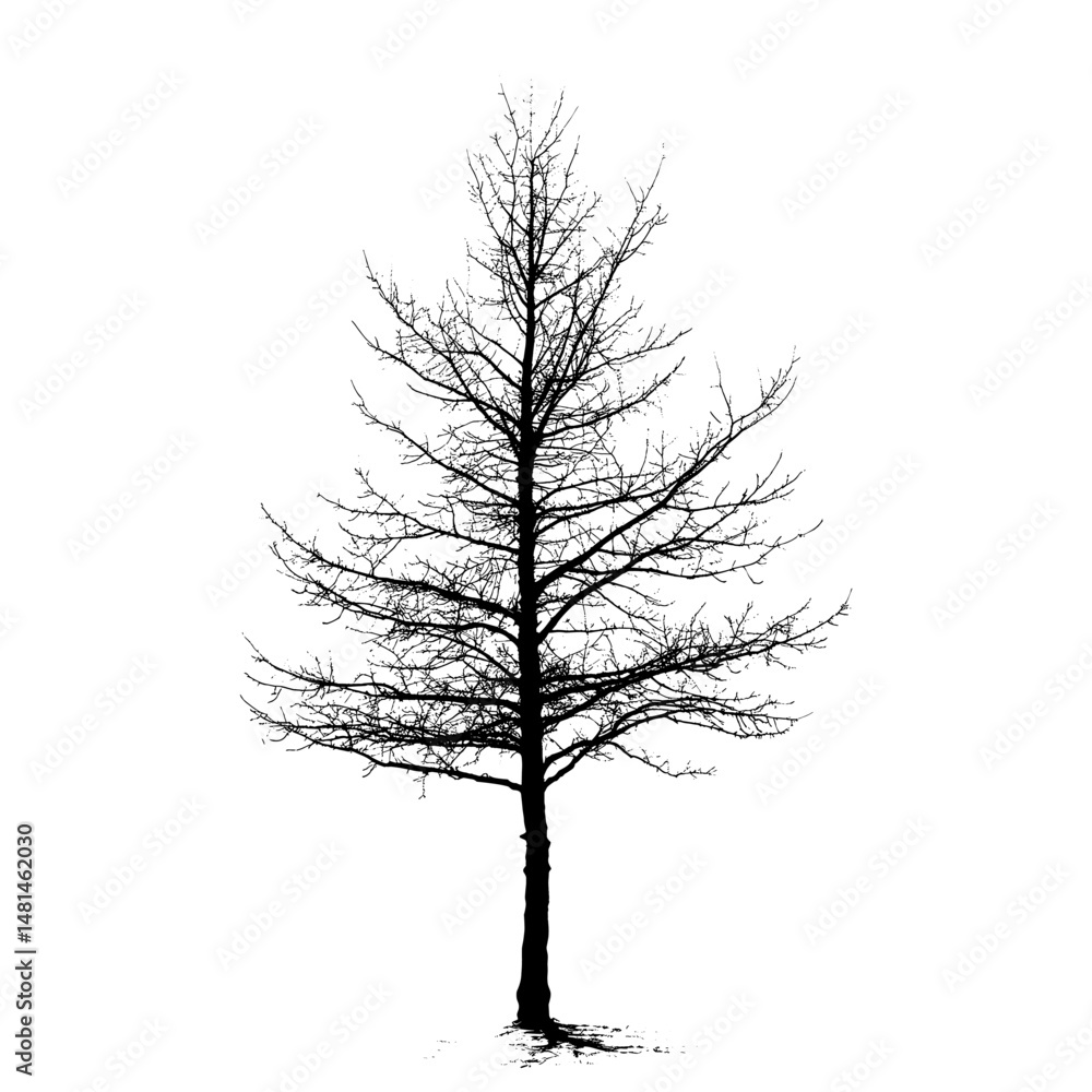 Fototapeta premium Fir Tree silhouette tree illustration vector
