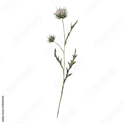 Thistle thistle illustration watercolor vector