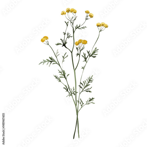 Tansy flowers illustration botanical vector