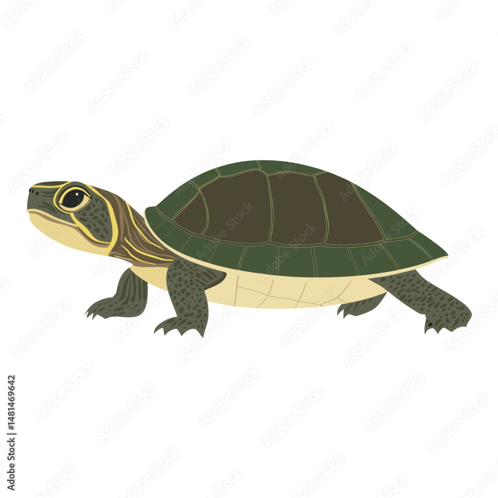 Obraz premium Illustration of European Pond Turtle turtle background reptile vector