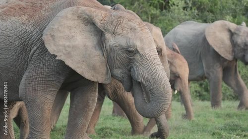 Close-up shot of a line of elephants walking together in the grasslands of Addo Elephant Park, South Africa.
