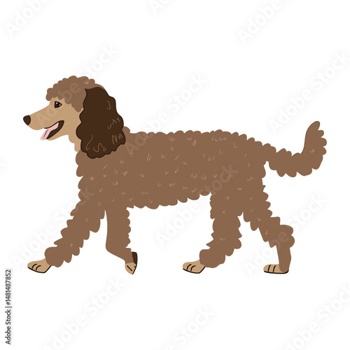Poodle dog poodle illustration cartoon vector