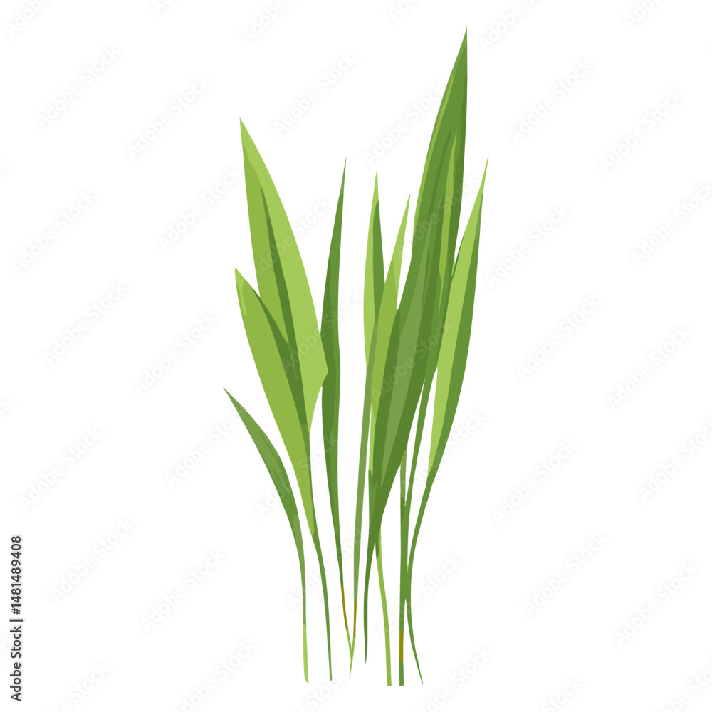 Flat vector of wild grass leaves leaf illustration vector Flat vector of wild grass leaves leaf illustration vector