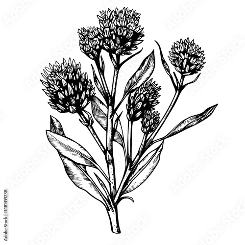 Little ironweed drawing sketch art vector