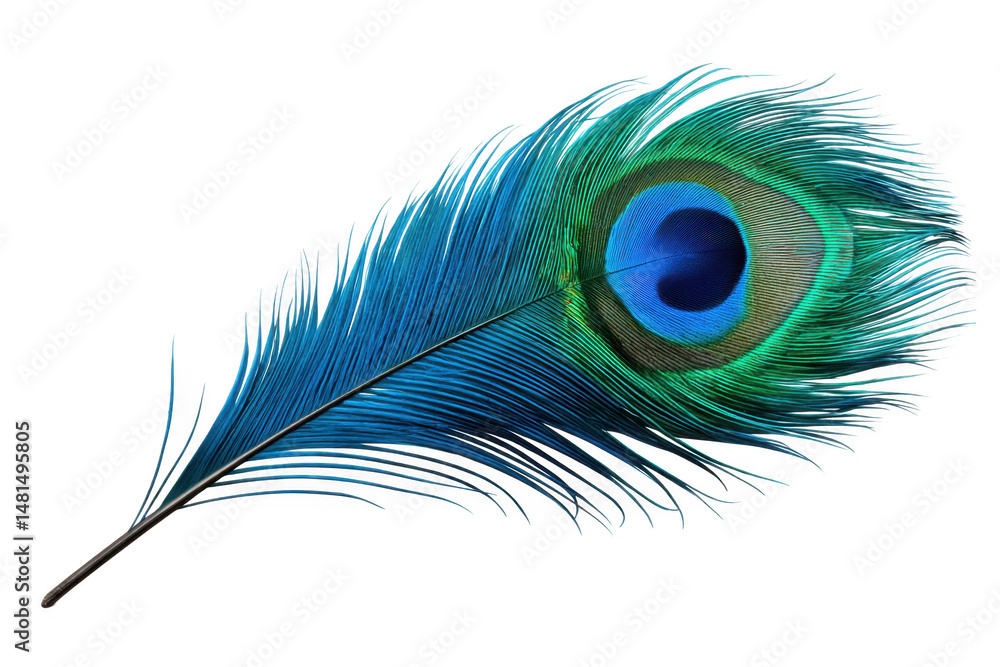 Obraz premium Peacock feather detailed close up view on transparent background
