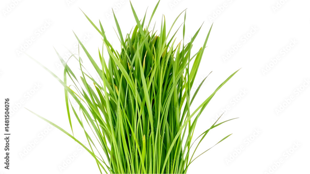 Fototapeta premium green grass isolated on transparent background