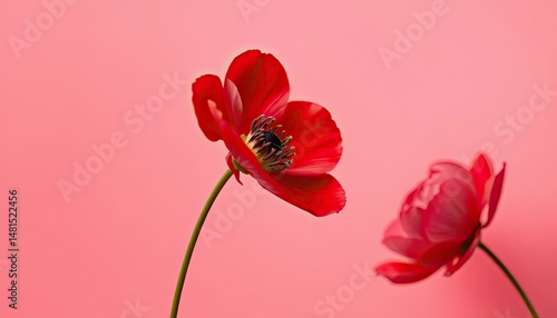 Two Red Poppies on Pink Background Studio Shot