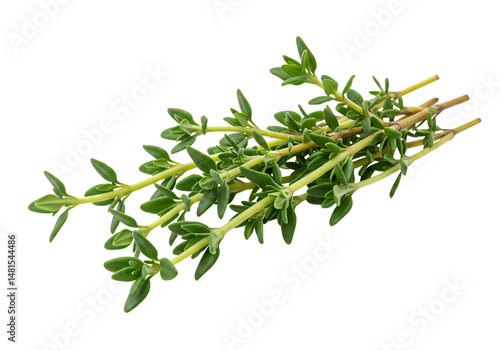 Close-up image of fresh thyme sprigs with a colorful, abstract background.