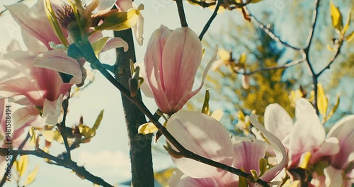 Magnolia tree in full bloom, its delicate petals swaying gently in the spring breeze. Fragile beauty of nature during the blossoming season. Renewal, tranquility, romance, natural elegance.	