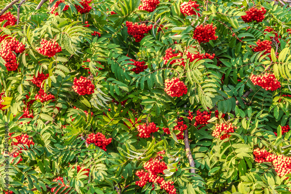 Autumn bright red rowan berries with leaves Autumn bright red rowan berries with leaves