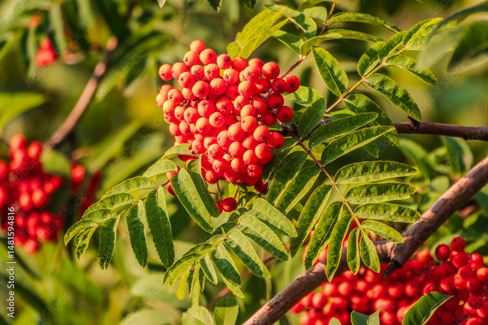 Autumn bright red rowan berries with leaves Autumn bright red rowan berries with leaves