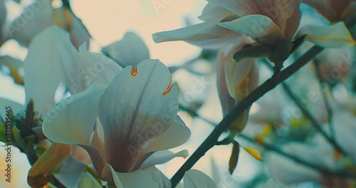Magnolia tree in full bloom, its delicate petals swaying gently in the spring breeze. Fragile beauty of nature during the blossoming season. Renewal, tranquility, romance, natural elegance.	