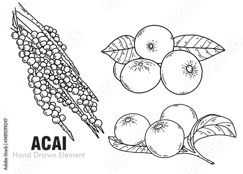 hand drawn vector illustration of an acai