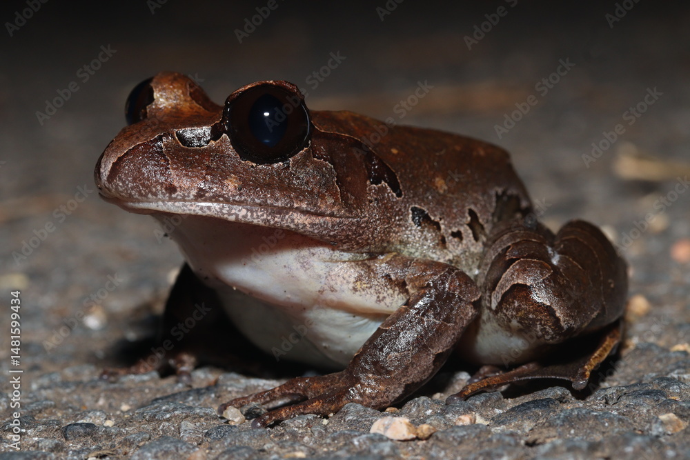 Obraz premium Northern barred frog (Mixophyes schevilli)
