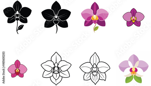 Collection of Orchid Flower Illustrations in Various Styles
