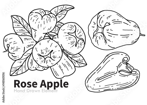 hand drawn vector illustration of Rose Apple