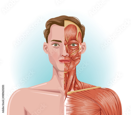 Male facial muscles anatomy of biology