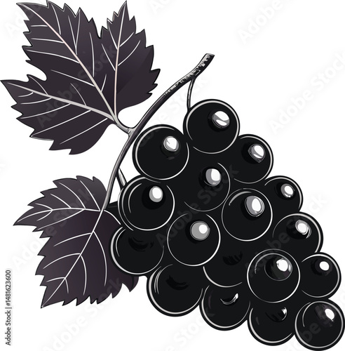 black grapes vector illustration
