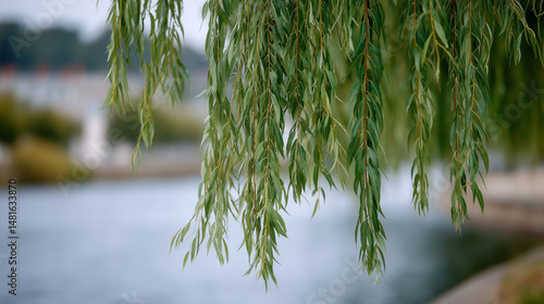Weeping Willow Over Water: ...