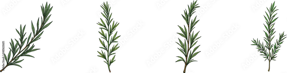 Fototapeta premium Set of 4 Fresh Green Rosemary Sprigs Vector Illustration