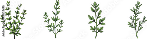 Cut Out Set of Thyme sprig isolated on Transparent or white background, Vintage sketch vector illustration.