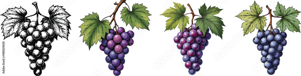 Fototapeta premium Cut Out Set of Grapes cluster with leaves isolated on Transparent or white background, Vintage sketch vector illustration.