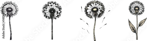 Wallpaper Mural Set of 4 Dandelion Seed Head Vector Illustrations Torontodigital.ca
