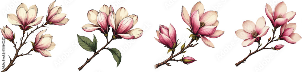 Obraz premium Set of 4 Pink Magnolia Flower Branches Vector Illustrations