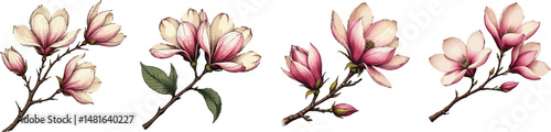 Cut Out Set of Magnolia branch with flowers isolated on Transparent or white background, Vintage sketch vector illustration.