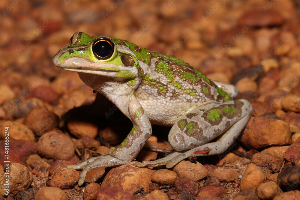 Motorbike frog (Litoria (Ranoidea) moorei) Motorbike frog (Litoria (Ranoidea) moorei)