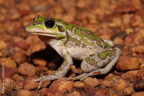 Motorbike frog (Litoria (Ranoidea) moorei)