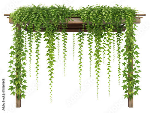 Wooden Pergola Covered in Lush Green Ivy Vines