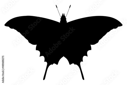 vector realistic silhouette butterfly. Cartoon black clip art isolated on transparent background. Hand drown 
design element.