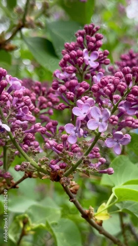 Wallpaper Mural The lilac is blooming beautifully Torontodigital.ca