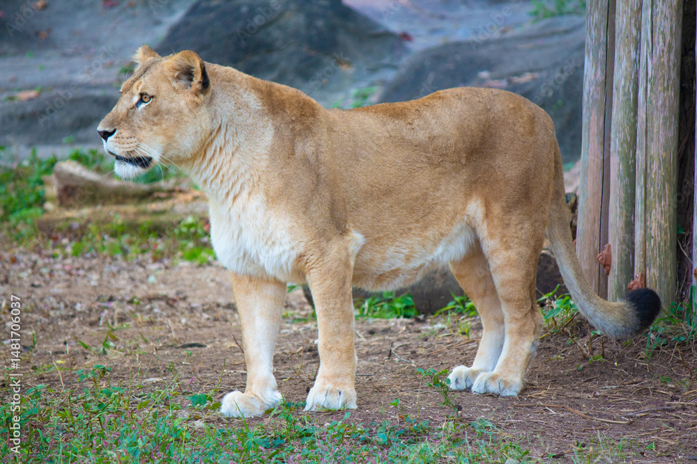 Obraz premium 雌ライオン 全身