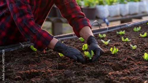 Hand of woman farmer growing vegetable in organic vegetable garden.